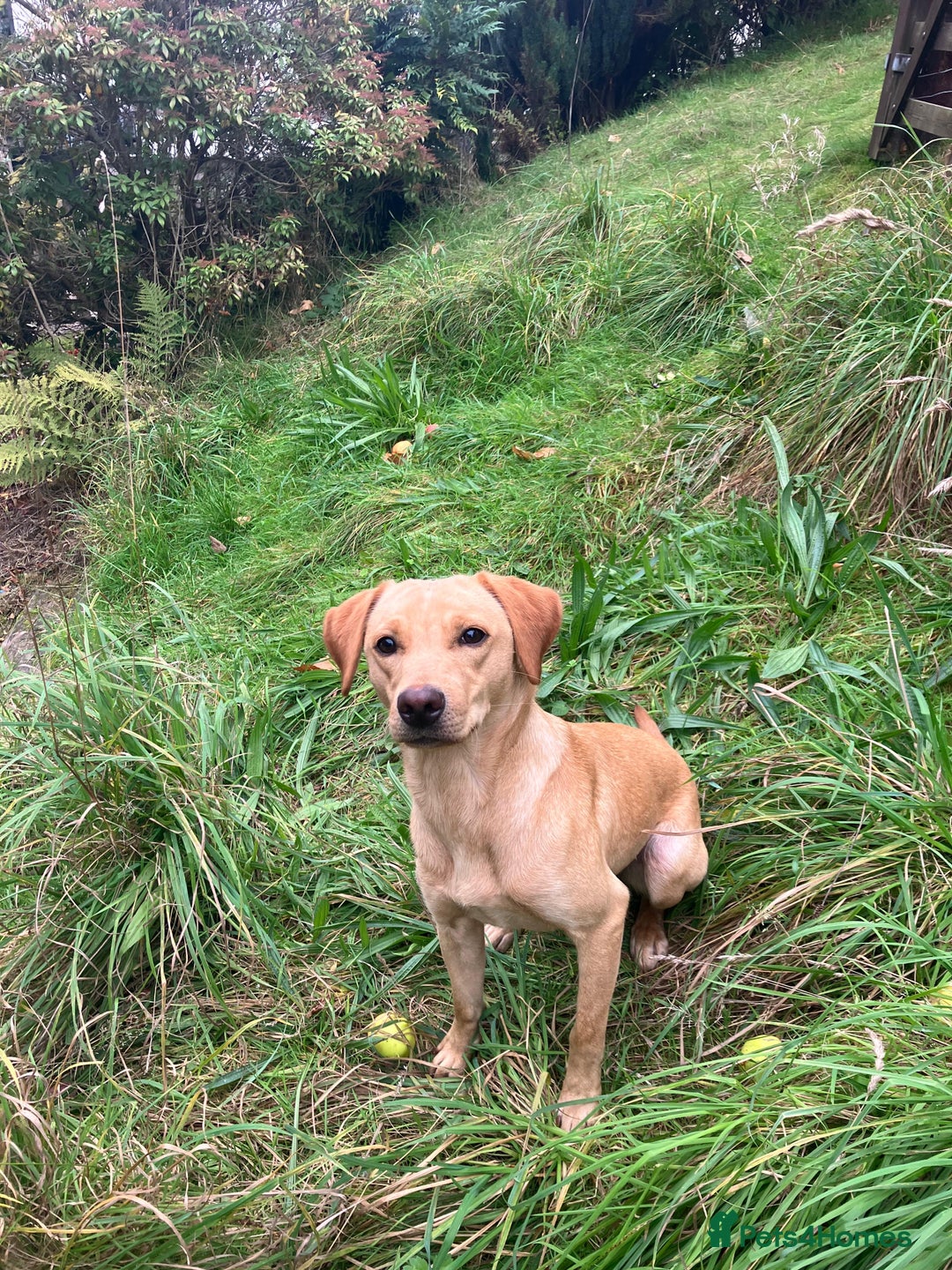 Labrador Retriever dogs for sale: Labrador Bitch  - Advert 1