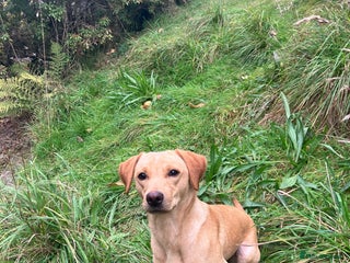 Labrador Retriever dogs Labrador Bitch - Advert 2