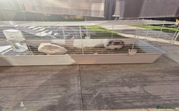 Mini Lop rabbits for sale: Two female sister Mini Lop Grey Rabbit Bunnys - Image 2
