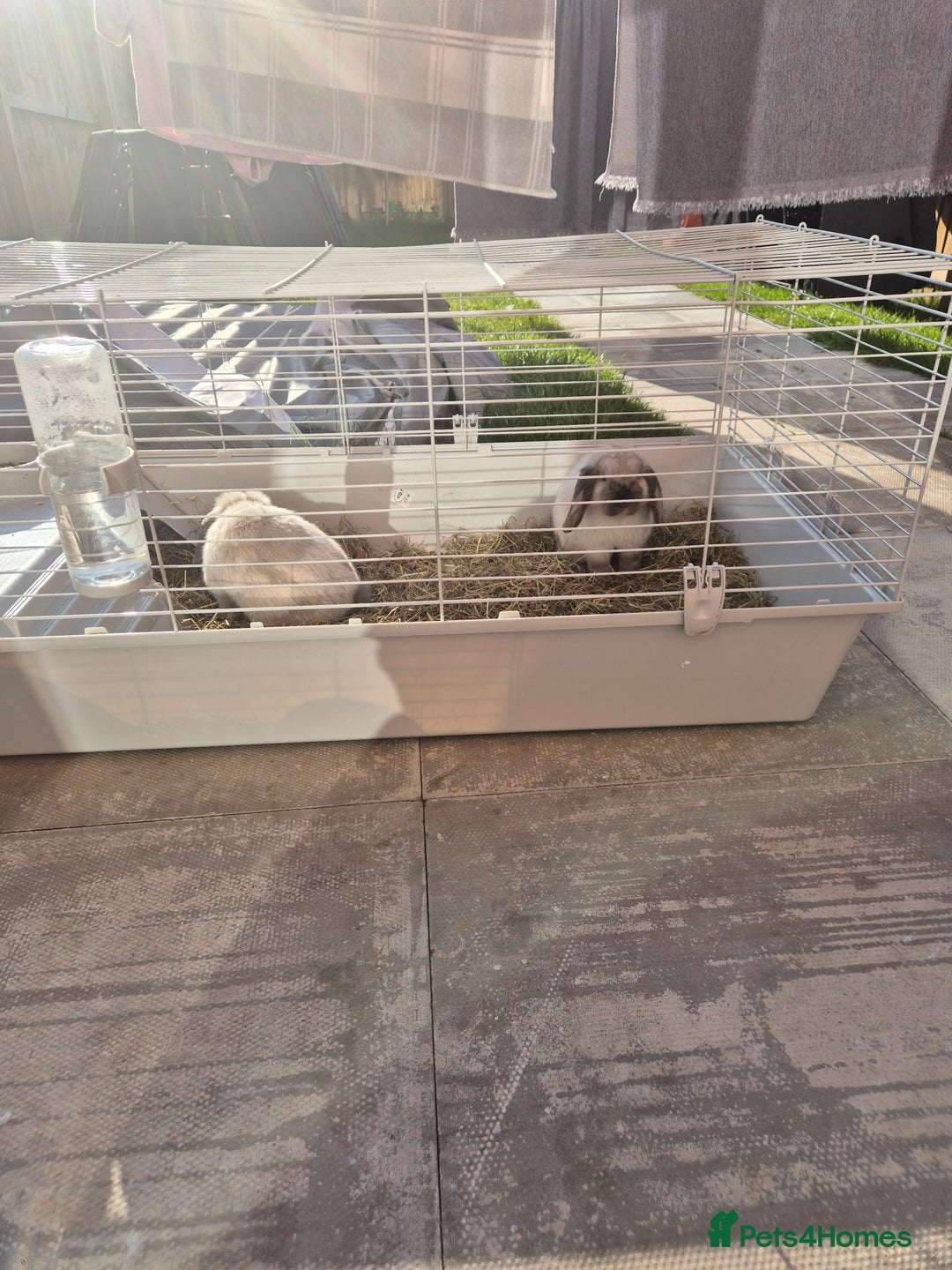 Mini Lop rabbits for sale: Two female sister Mini Lop Grey Rabbit Bunnys - Image 2