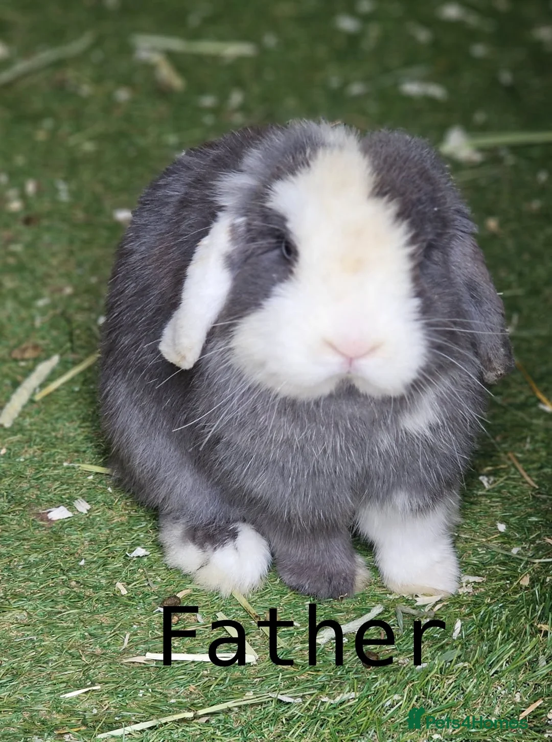 Netherland Dwarf rabbits for sale: RESERVED - Neutered Male Netherland Dwarf - Advert 21