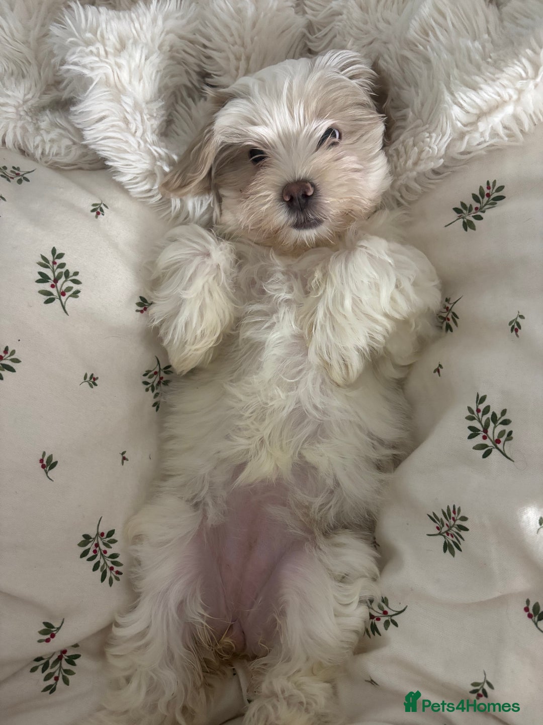 Shihpoo dogs for sale: Beautiful puppies Ready for their forever homes  - Advert 8
