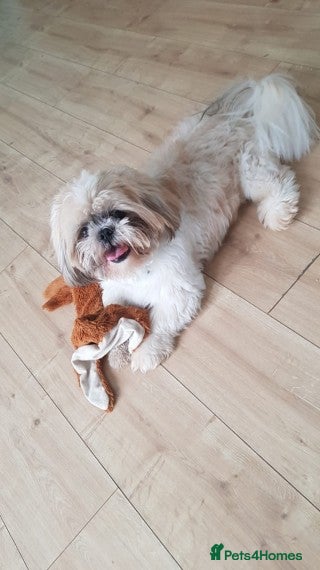 Shih Tzu dogs Stud dog in Bridgend - Advert 2
