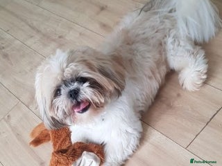 Shih Tzu dogs in Bridgend - Advert 6