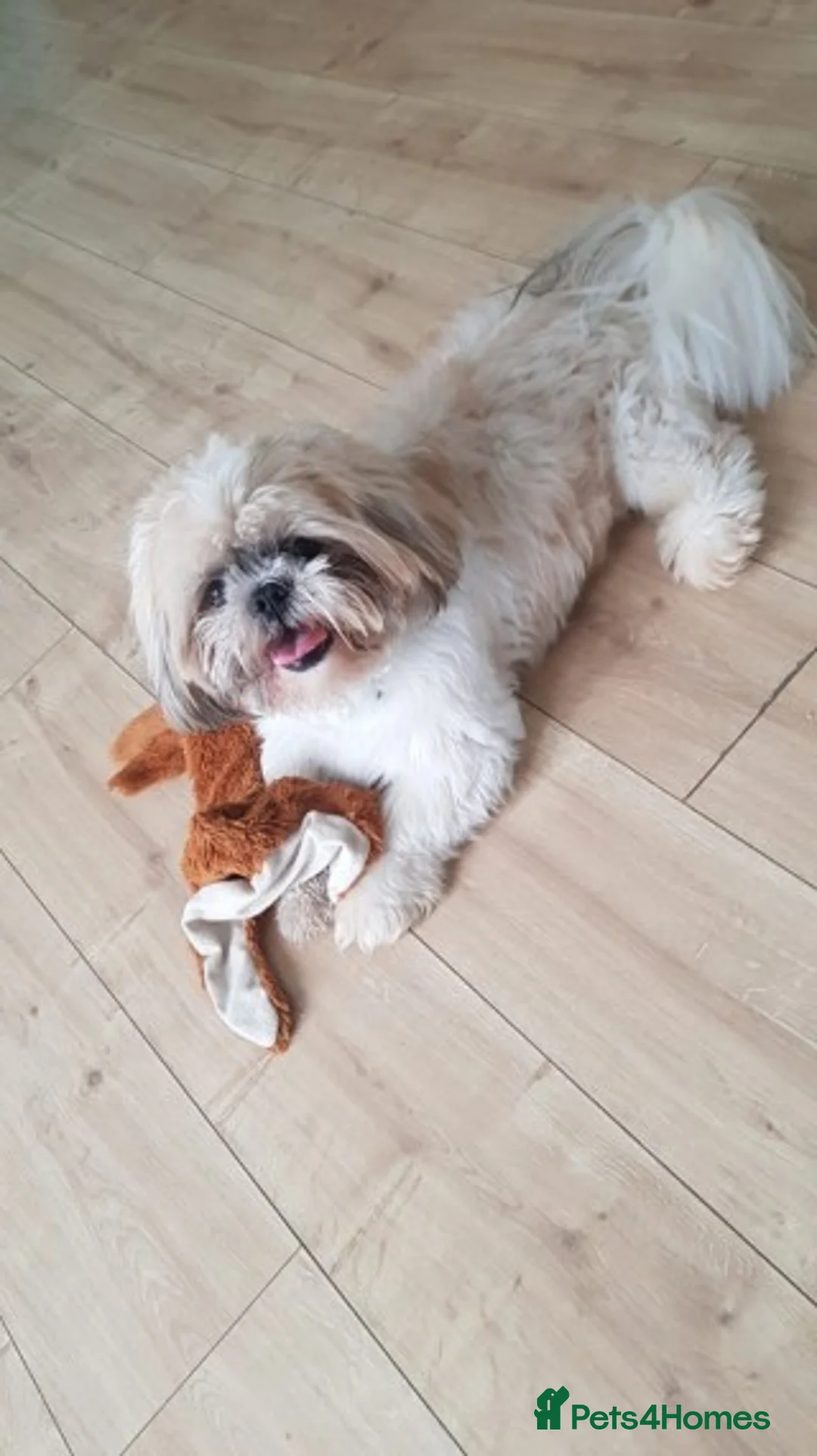 Shih Tzu dogs for stud: Stud dog in Bridgend - Advert 1