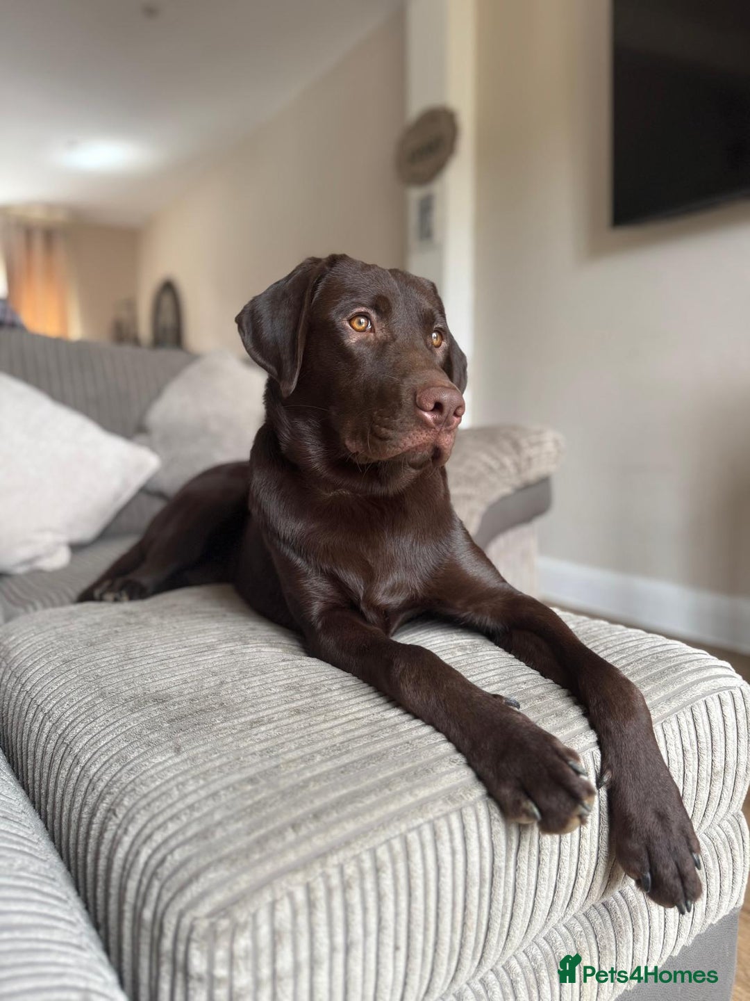 Labrador Retriever dogs for sale: Chocolate Labrador  - Advert 6
