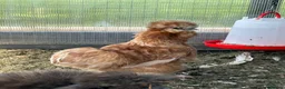 Chickens poultry for sale: 6x Silkies USA Hatching Eggs Collection OrDelivery - Advert 4