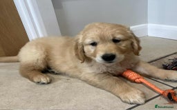 Golden Retriever dogs for sale: Beautiful Chunky KC Golden Retriever Puppies - Image 23