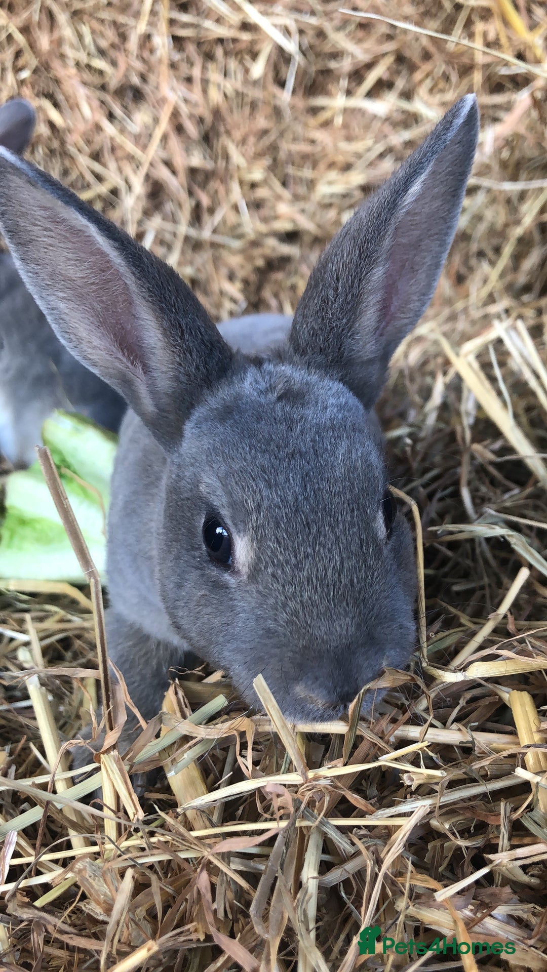 Rex rabbits for sale: Beautiful Pure Breed Velvet Mini Rex babies 🐰  - Image 5