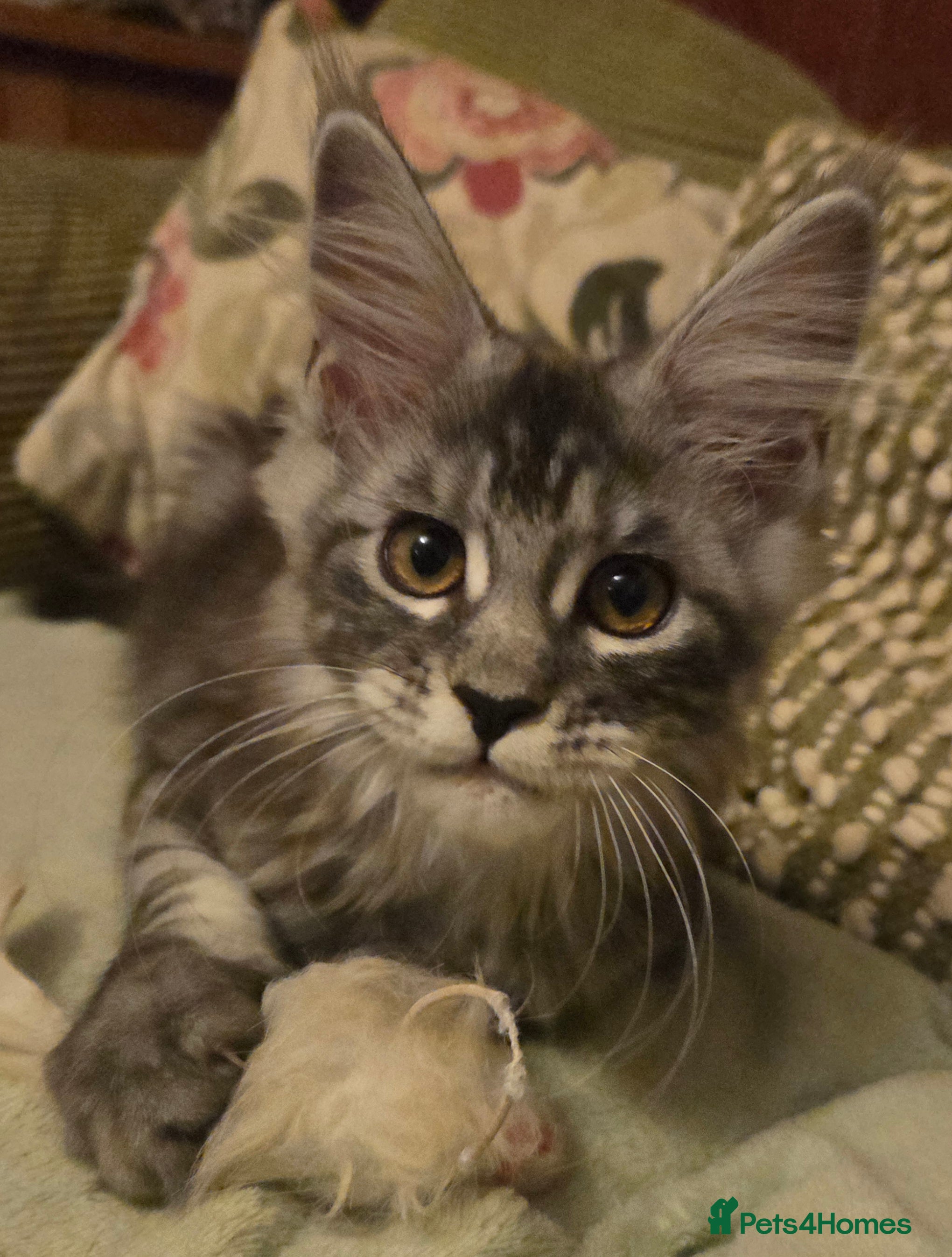 Maine Coon cats Tica Reg mainecoon kittens READY NOW - Advert 3