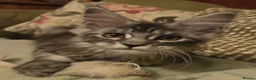 Maine Coon cats for sale: Tica Reg REDUCED mainecoon kittens READY NOW - Advert 1