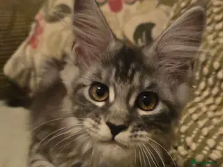 Maine Coon cats Tica Reg mainecoon kittens READY NOW - Advert 3