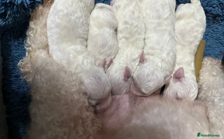 Bichon Frise dogs - Advert 4