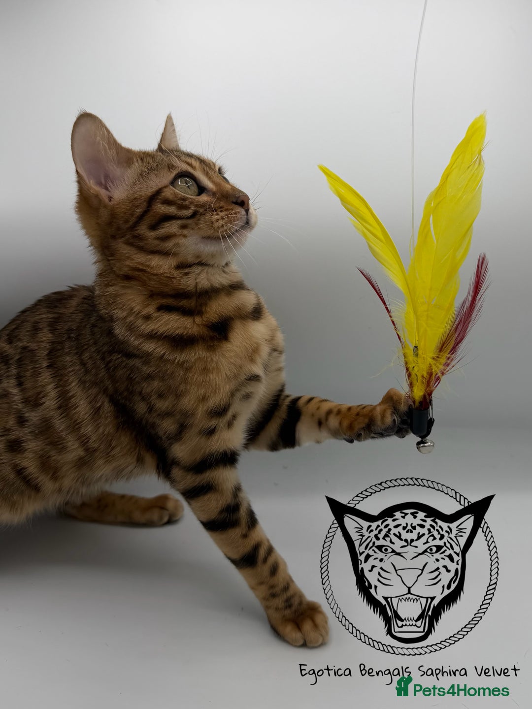 Bengal cats for sale: 🐆✨ GLITTER TICA 6TH GENERATION BENGAL KITTENS🐆✨ - Advert 23