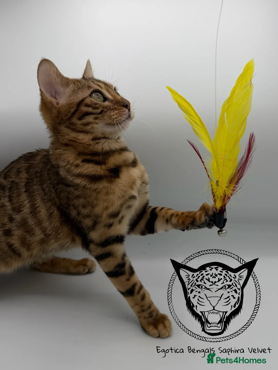 Bengal cats for sale: 🐆✨ LAST KITTEN 6TH TICA GENERATION BENGAL🐆✨ - Advert 13