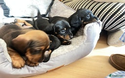Miniature Dachshund dogs for sale: Dachshunds  - Image 2