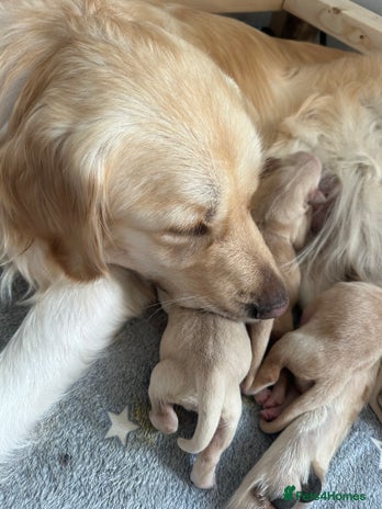 Golden Retriever dogs - Advert 1