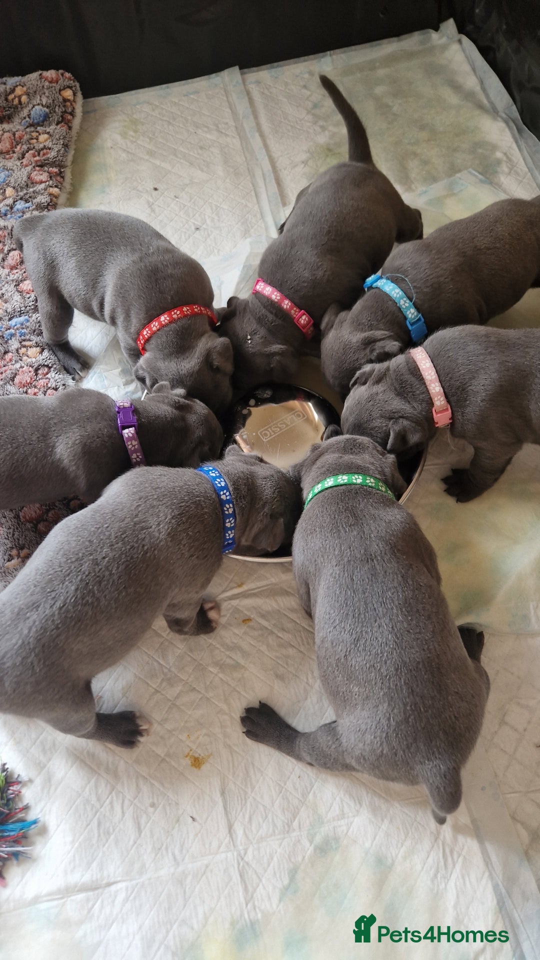 Staffordshire Bull Terrier dogs for sale: Staffordshire Bull Terrier Puppy purple  - Beautiful KC reg Blue Staffordshire bullterriers  - Image 15
