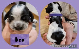 Cocker Spaniel dogs for sale: KC registered Show Type Cocker Spaniels - Image 7