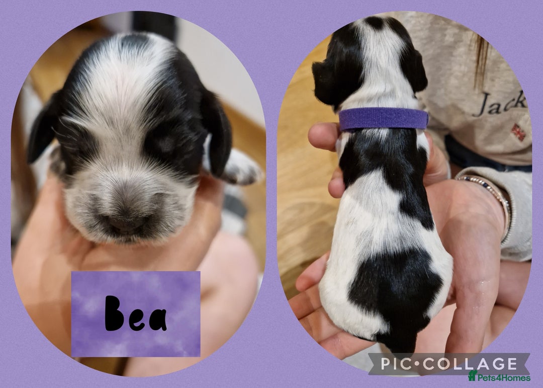 Cocker Spaniel dogs for sale: KC registered Show Type Cocker Spaniels - Image 7