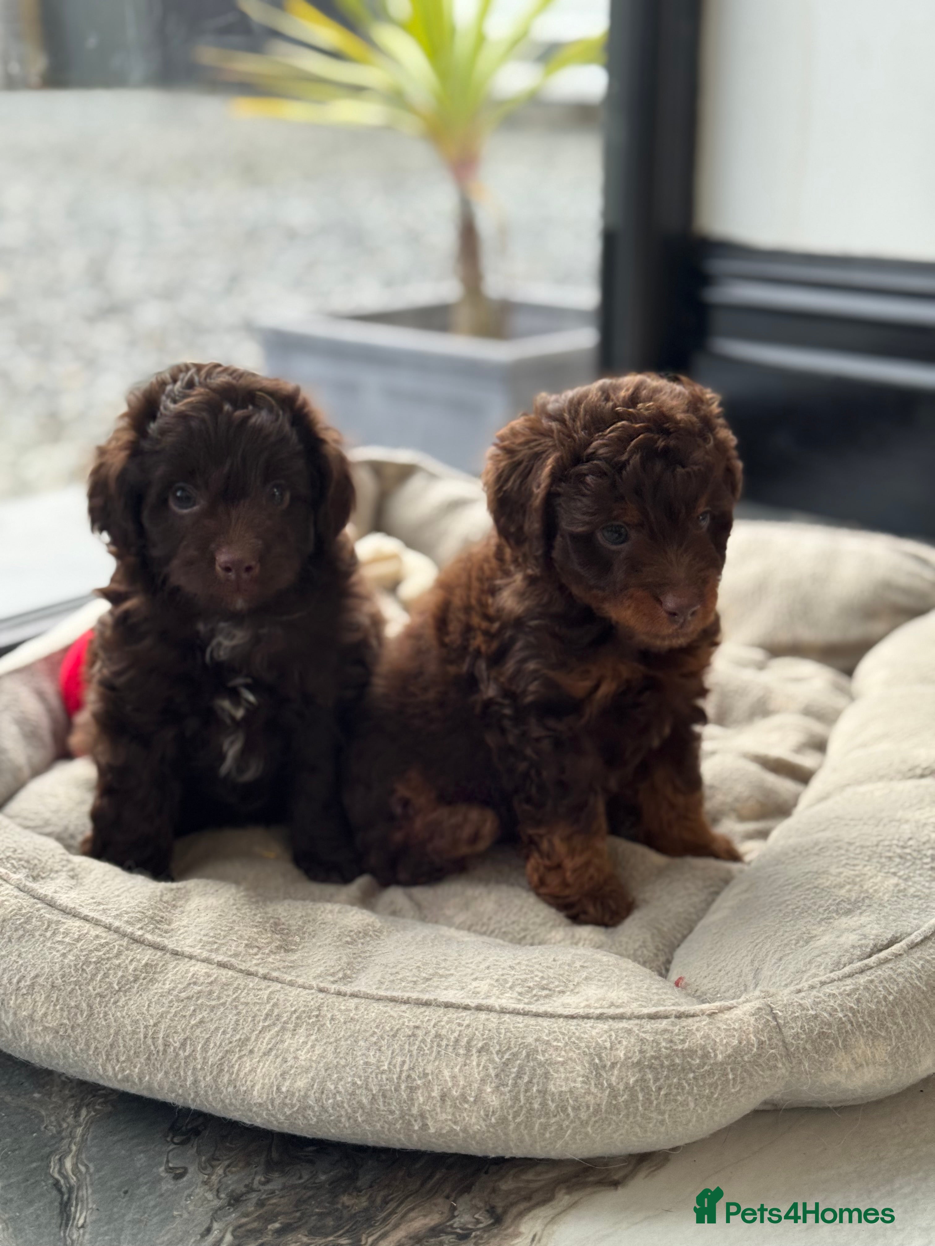 Aussiedoodle dogs Beautiful Miniature Aussiedoodle Pups 🩷 - Advert 2