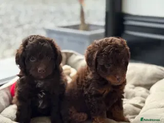 Aussiedoodle dogs Beautiful Miniature Aussiedoodle Pups 🩷 - Advert 2