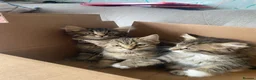 Mixed Breed cats for sale: Beautiful kittens - Advert 3