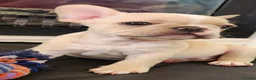 French Bulldog dogs for sale: Platinum French Bulldog Puppies - Advert 15