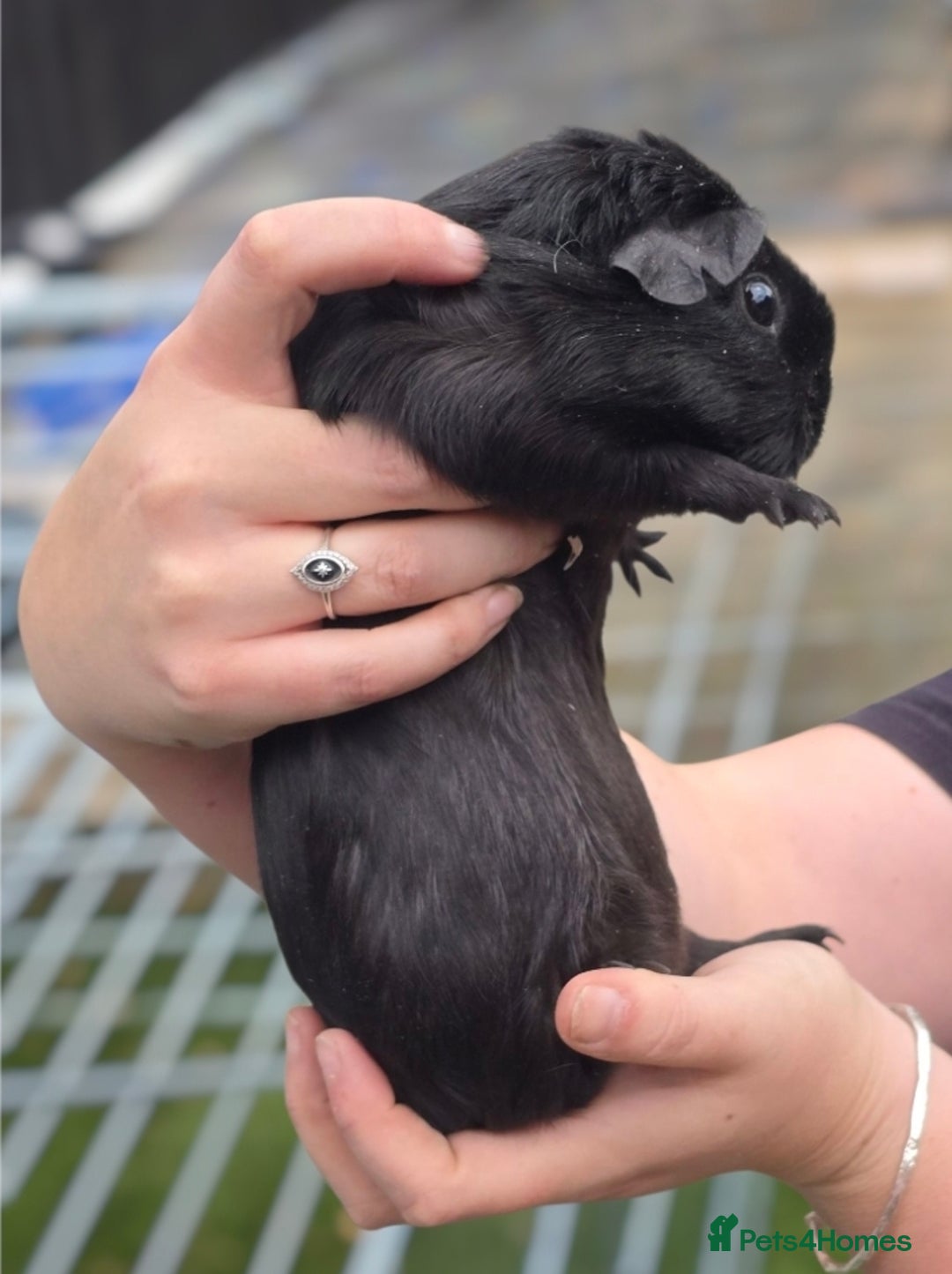 Guinea Pig rodents for sale: Chunky sows for sale  - Image 3