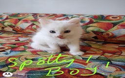 British Shorthair cats for sale: White SHD Kittens for sale - Image 13