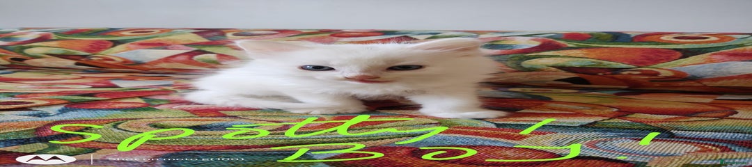 British Shorthair Spotty 1 Boy