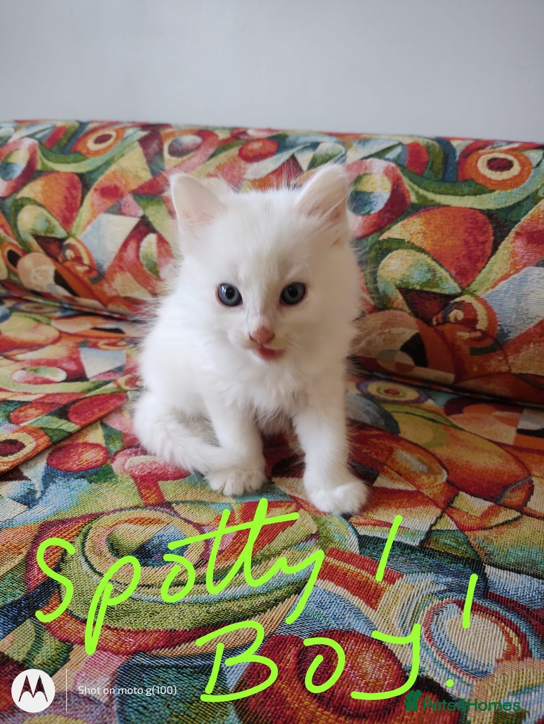 British Shorthair cats for sale: White SHD Kittens for sale - Image 13