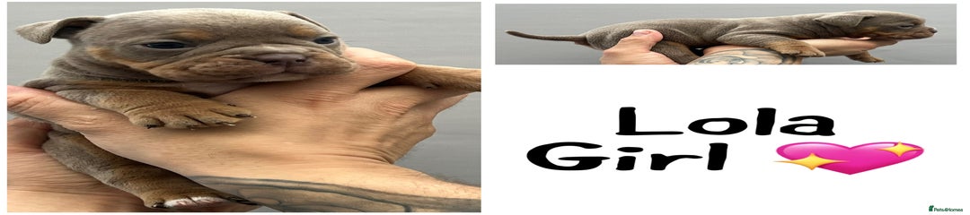 Olde English Bulldogge Lola