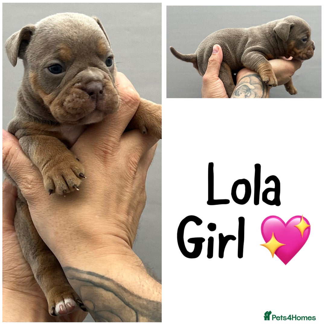 Olde English Bulldogge dogs for sale: Beautiful old English bulldog puppies  - Image 4