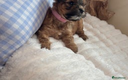 Shih Tzu dogs for sale: Shih tzu cross Yorkshire terrier - Image 11