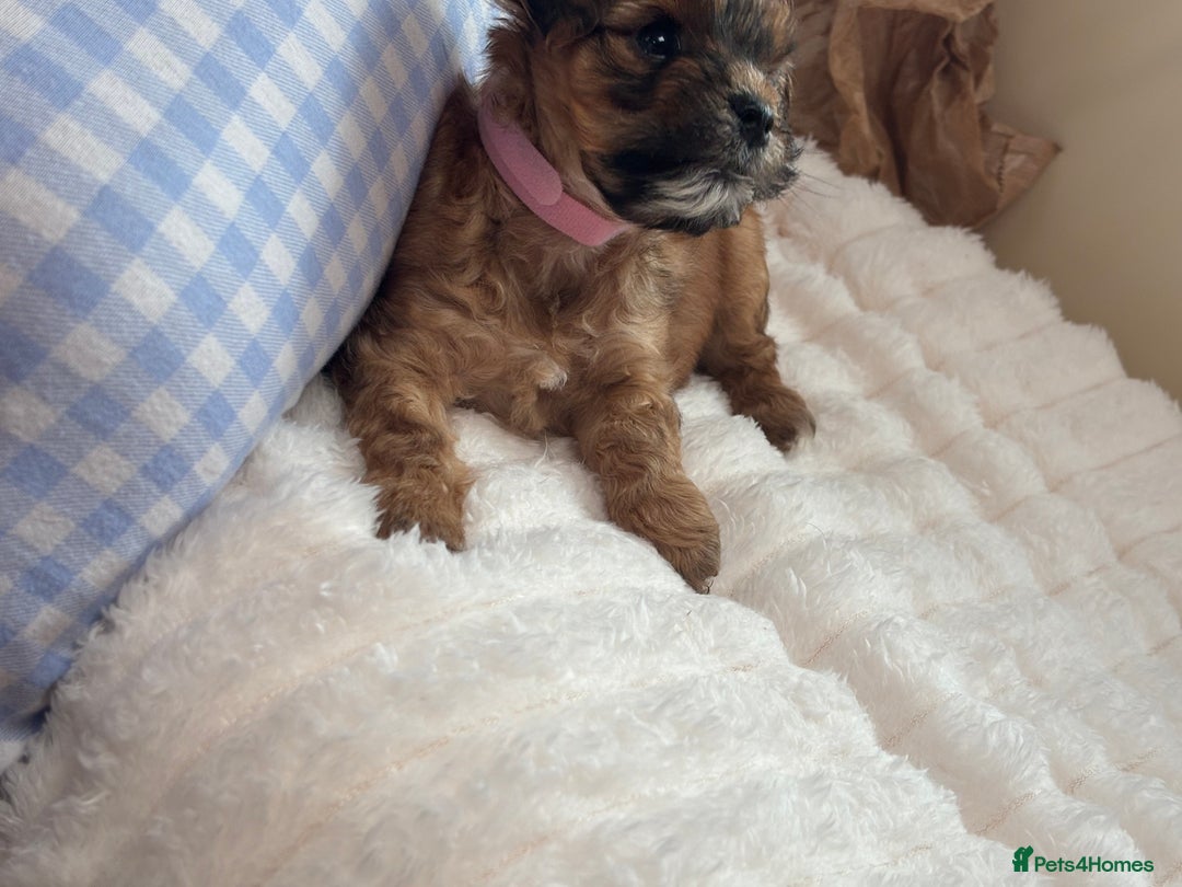 Shih Tzu dogs for sale: Shih tzu cross Yorkshire terrier - Image 11