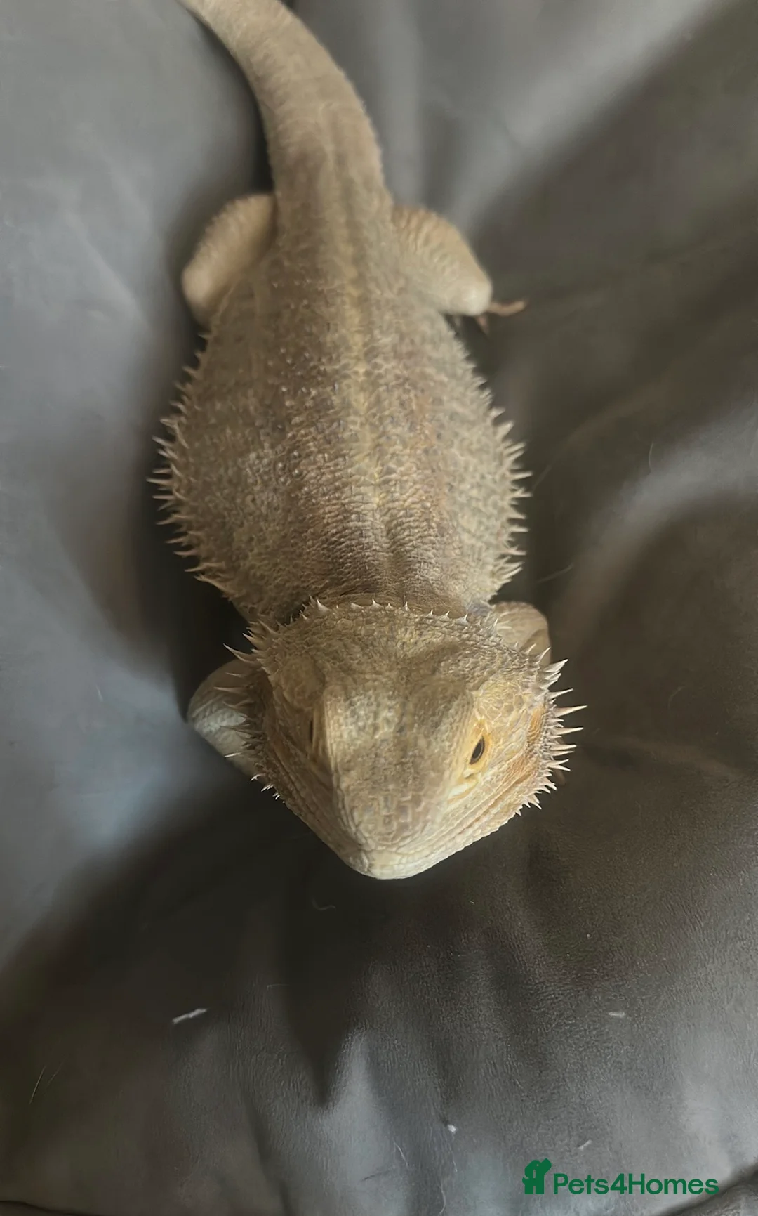 Bearded Dragon reptiles for sale: Bearded dragon  - Advert 5