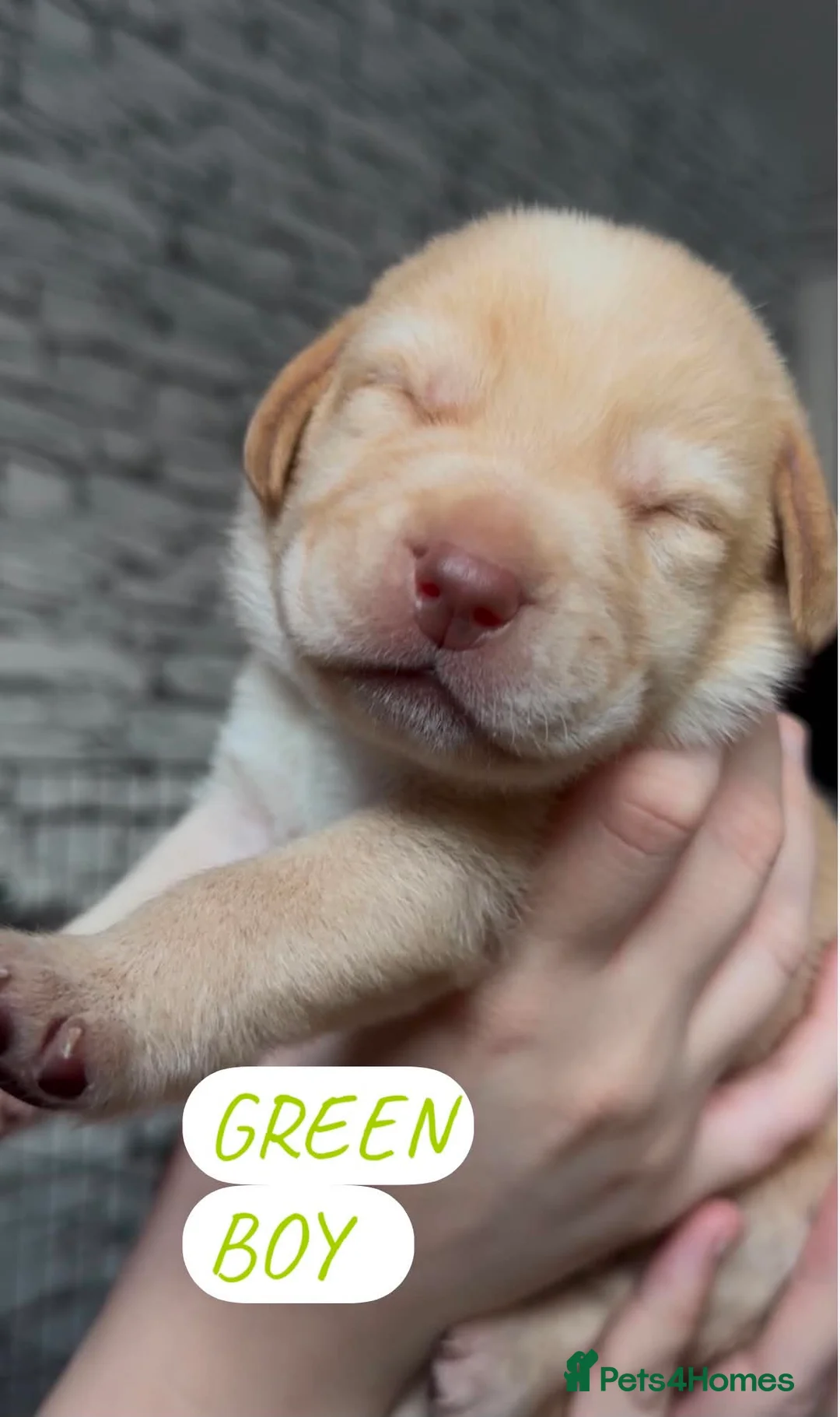 Springador dogs for sale: 4 male puppies looking for good homes - Advert 9