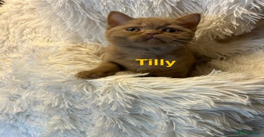British Shorthair cats - Advert 6