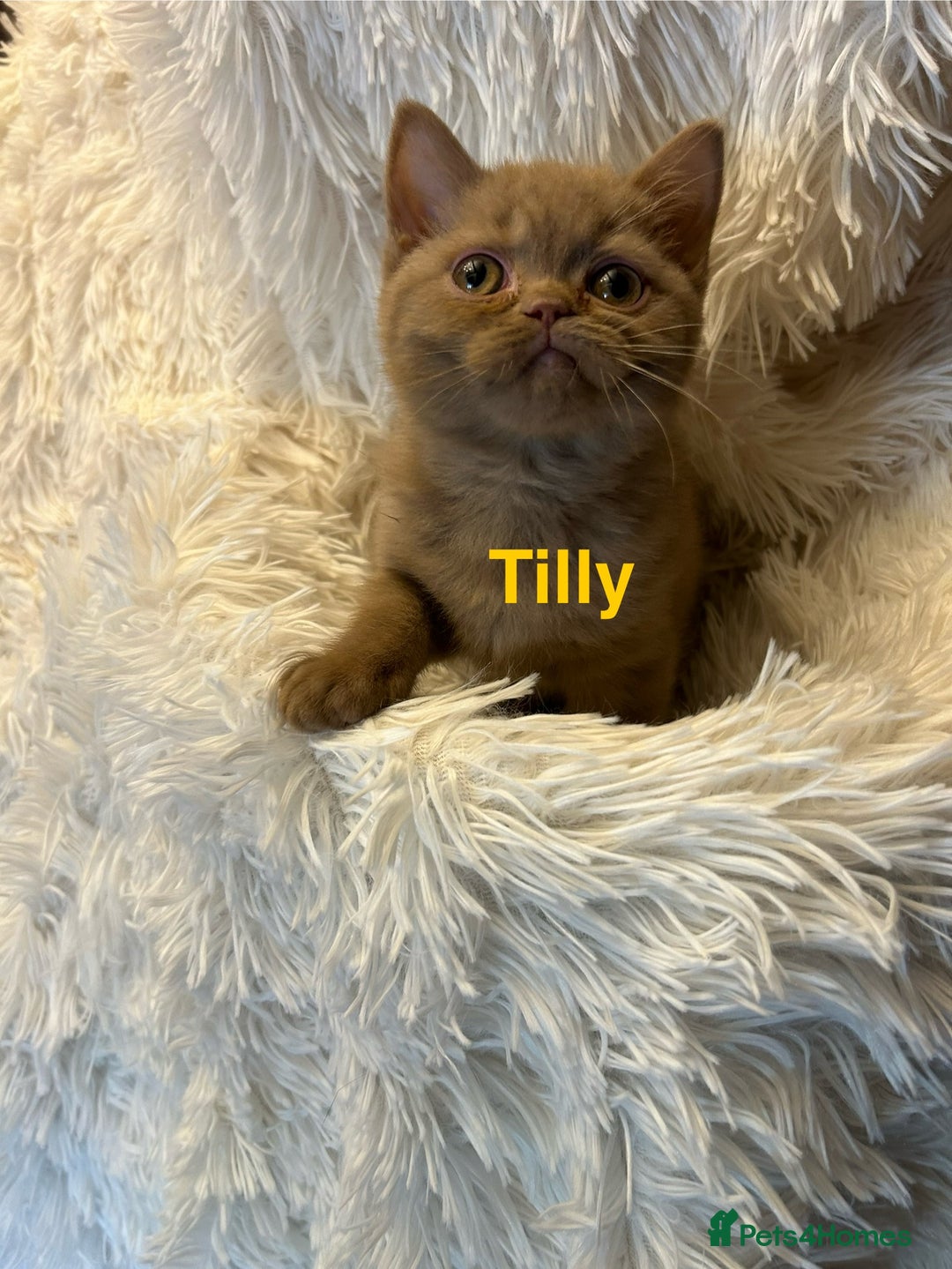 British Shorthair cats for sale: Beautiful chocolate&lilac Kittens awaiting homes - Image 3