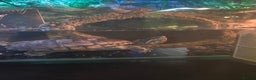 Turtle reptiles for sale: Musk turtles  - Advert 4