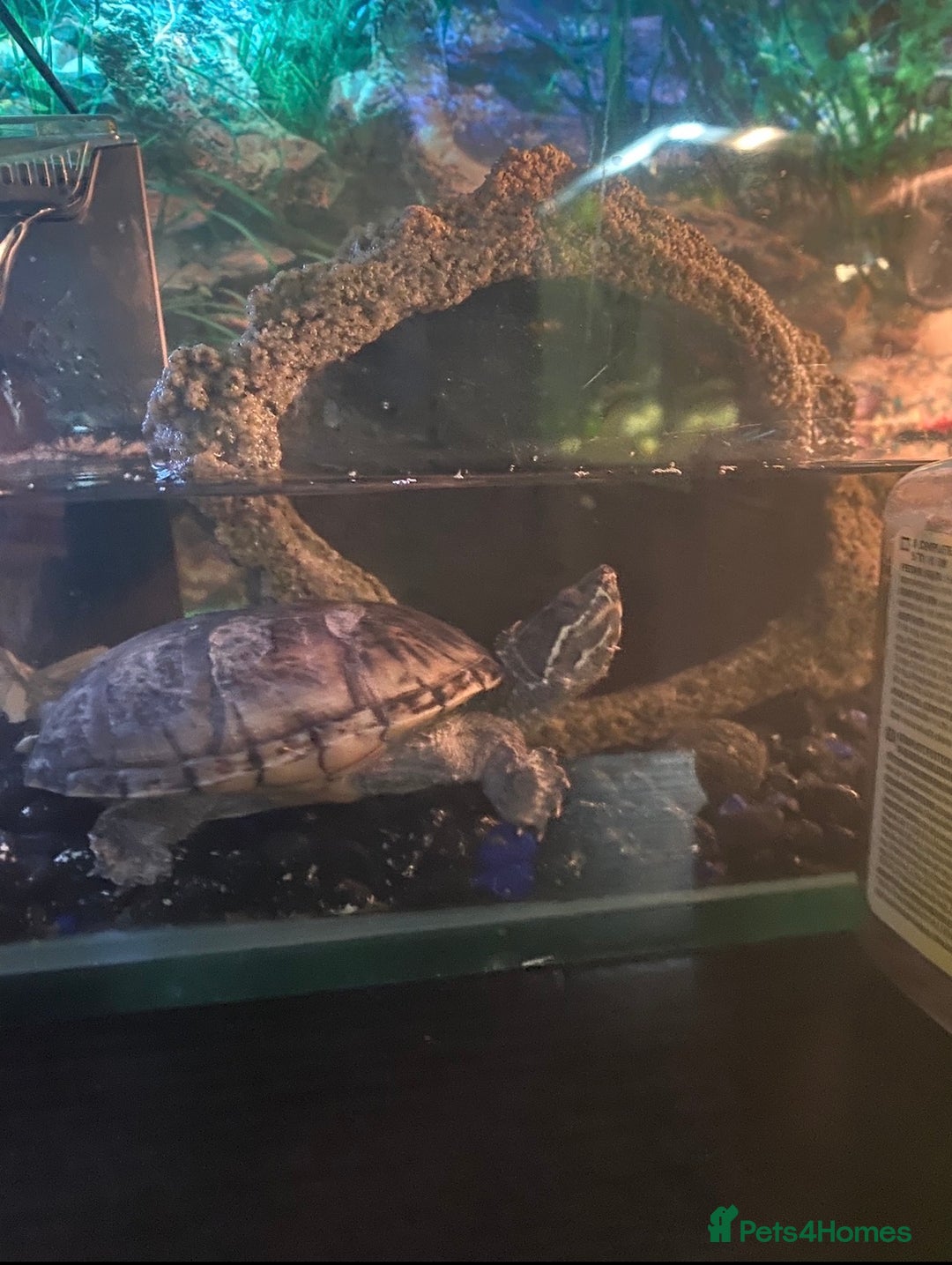 Turtle reptiles for sale: Musk turtles  - Advert 4