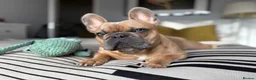 French Bulldog dogs for stud: KC Registered Blue Fawn French Bulldog Stud - Advert 9