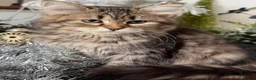 Maine Coon cats for sale: Maine coon kitten  - Advert 2