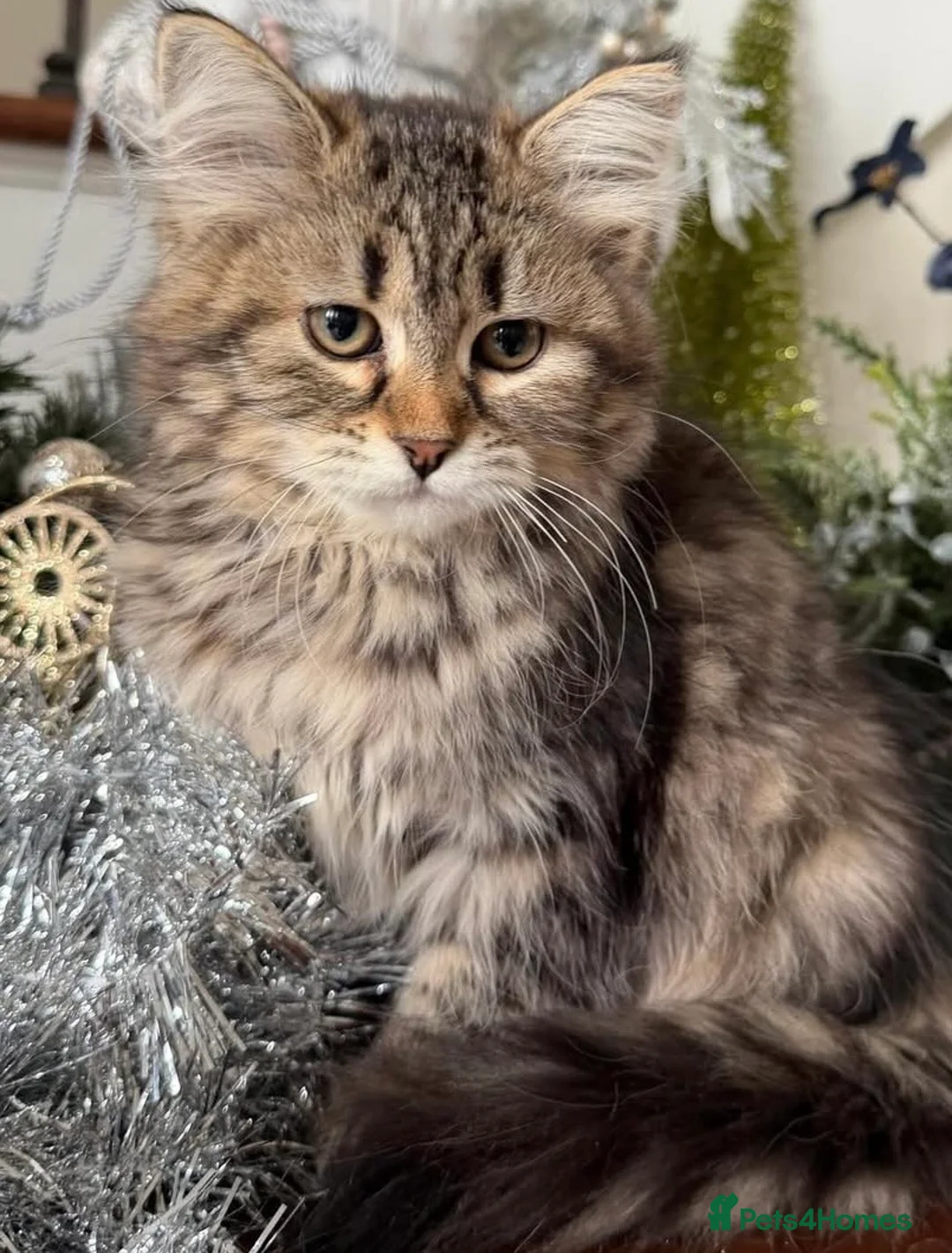 Maine Coon cats for sale: Maine coon kitten  - Advert 2