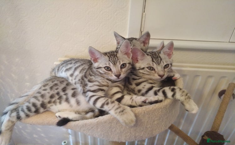 Mixed Breed cats - Advert 4