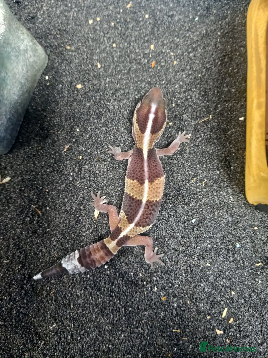 Gecko reptiles for sale: Baby fat tail gecko - Image 2