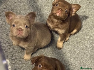 French Bulldog dogs fluffy frenchies - Advert 1