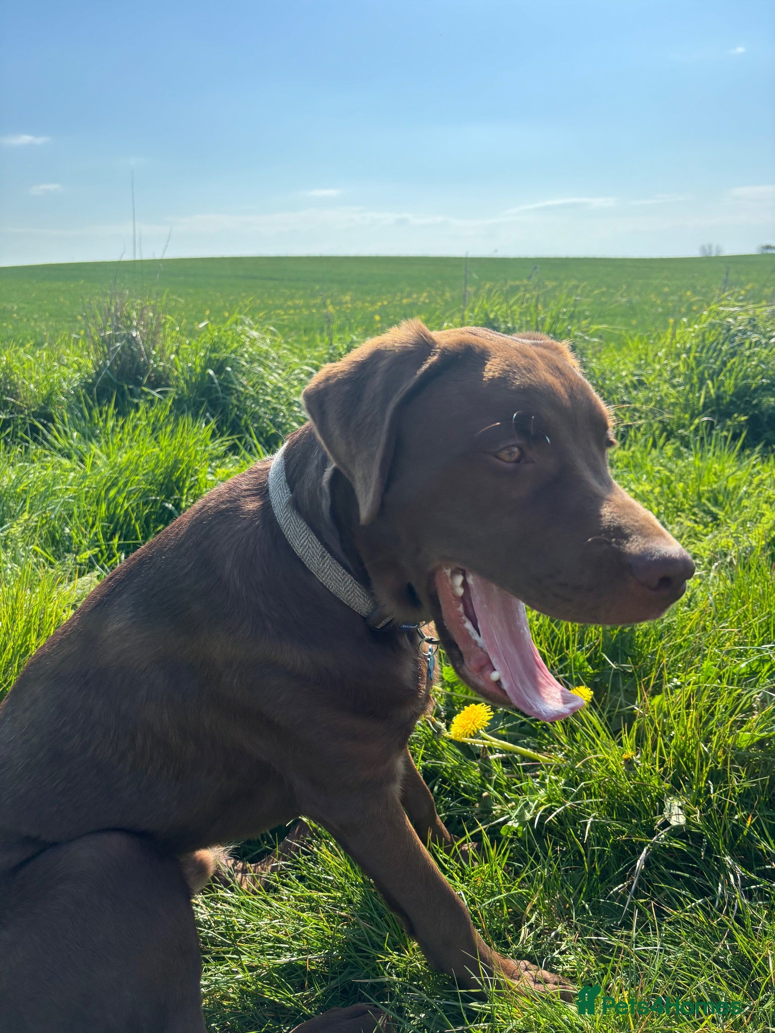Labrador Retriever dogs Happy chocolate Labrador  - Advert 4
