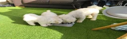 Bichon Frise dogs for sale: Bichon puppies - Advert 10